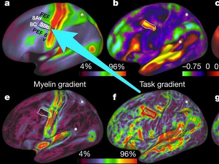 This mind-blowing brain map accomplishes something that scientists have been working on for 100 years