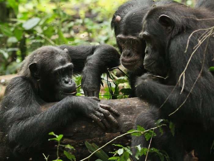 Chimpanzees that travel are more likely to use tools