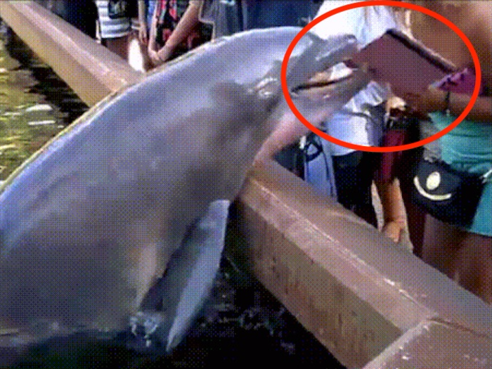 Even a dolphin knows it's obnoxious to take pictures with your iPad