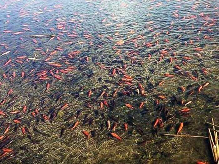 People are dumping pet goldfish into lakes, and now thousands - including some 4-pounders - are ruining the ecosystem