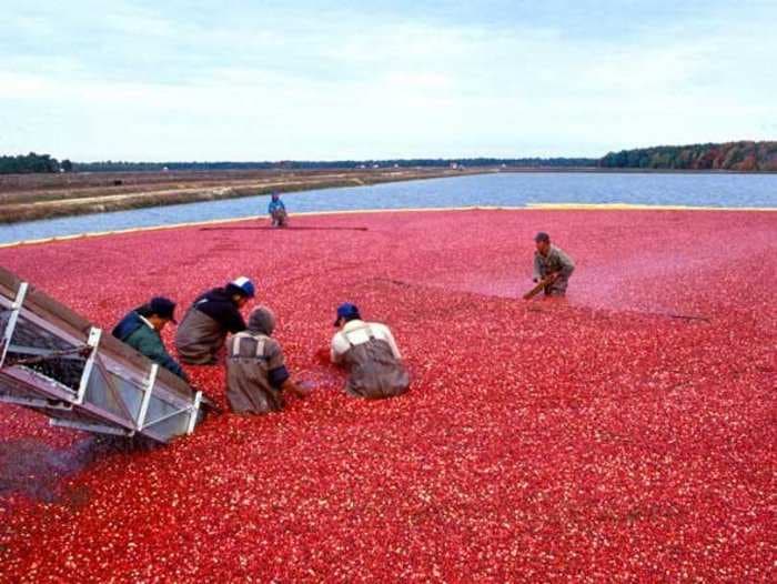 Researchers finally debunked the biggest myth about cranberry juice curing UTIs