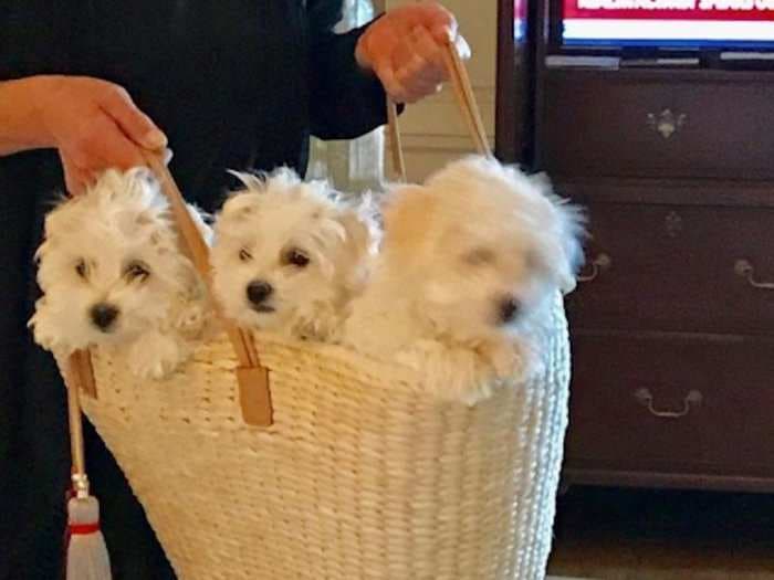 Barbra Streisand explains why she ended up making 4 clones of her beloved dog