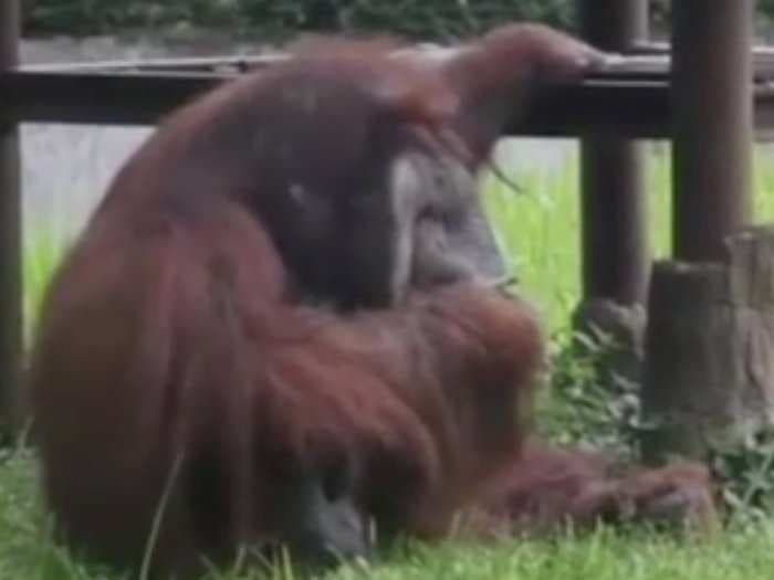 People are slamming an Indonesian zoo after footage of an Orangutan smoking a cigarette goes viral
