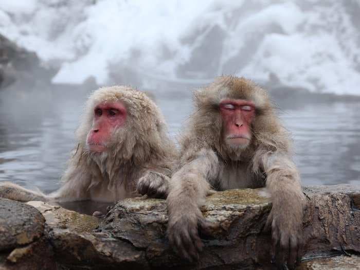 Snow monkeys can de-stress by taking hot baths - just like humans