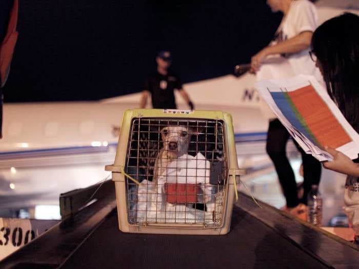 United is making sweeping changes to its pet policy and banning certain breeds of dogs from flying in the cargo hold