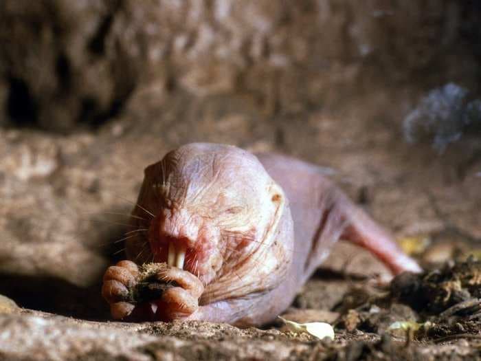 Animals that defy the rules of aging - like naked mole rats - could help scientists unravel the secrets to longevity