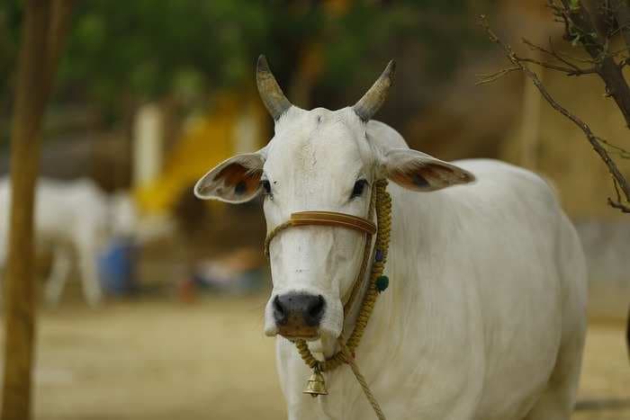 Budget 2019: The Indian government is setting up a new initiative for the welfare of cows