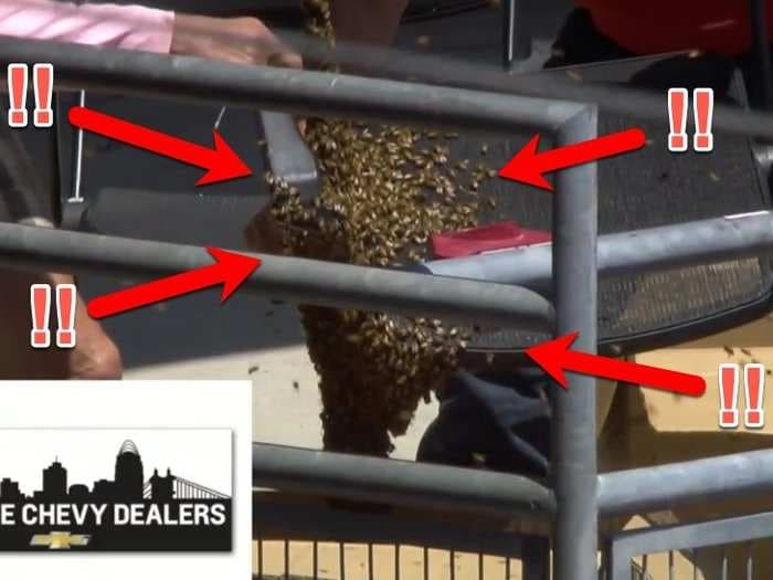 Thousands of bees delayed a Reds game and 2 brave workers created a buzz when they tried to save the day with cardboard boxes