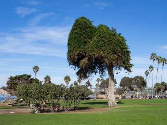 The iconic tree thought to have inspired 'The Lorax' has suddenly died - and the whole species is at risk of extinction
