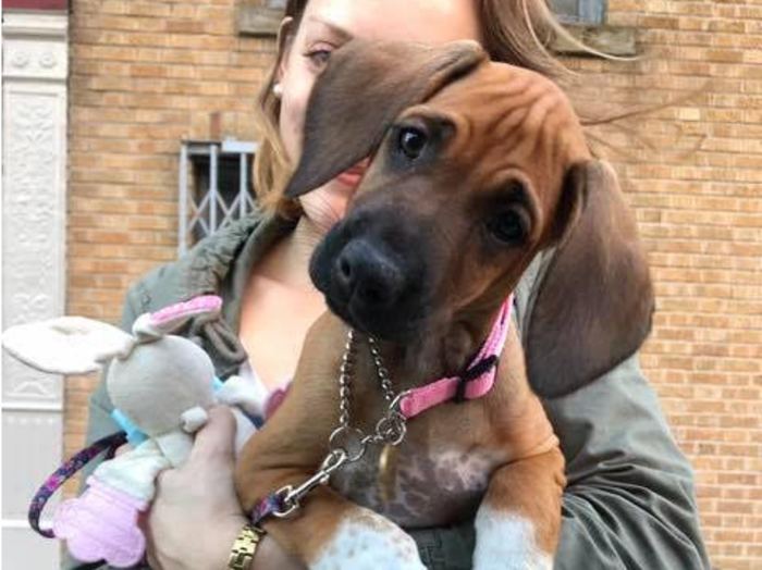 How it cost me $10,000 in 10 weeks to raise a puppy in NYC, and why it's the best money I ever spent