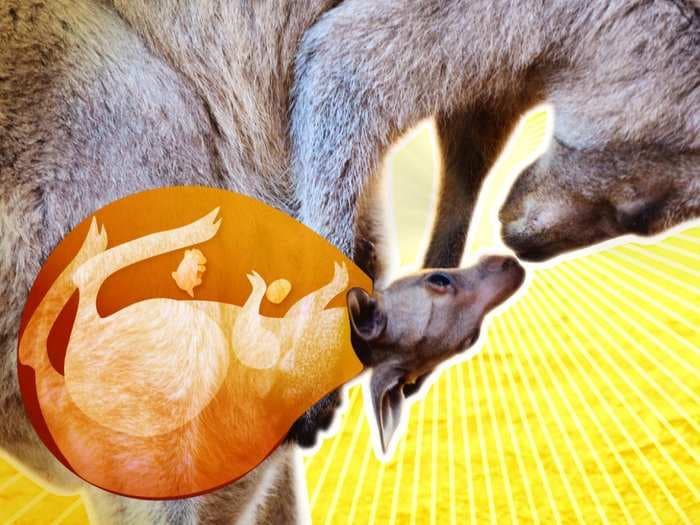 A kangaroo's pouch is far more complex than you may think. It produces custom milk and antimicrobial sweat.