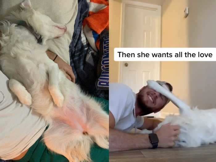 A TikTok video of a dog owner waking up his blind and deaf pup has melted hearts across the internet