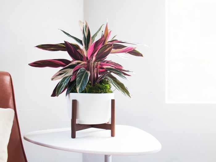 This online startup makes shopping and caring for beautiful house plants convenient and easy — even for people who don't think they have a green thumb