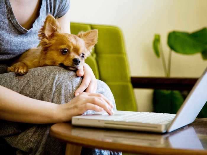 The best virtual veterinary services for your pets