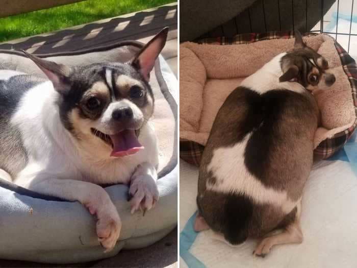 A disabled chihuahua named Stanley has found a 'kind, loving' foster home after he was abandoned next to a New Jersey highway