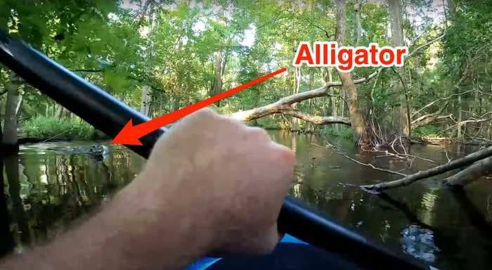 A startling video shows an alligator ramming into a kayaker and tipping him into the water