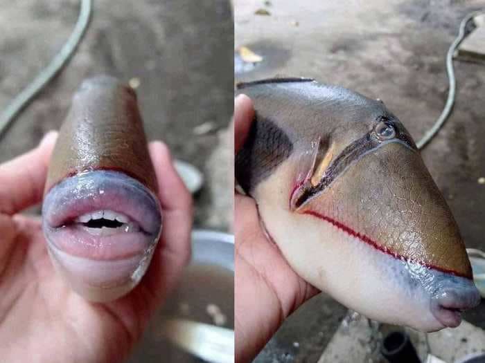 A photo of a fish with human-like teeth and lips has captivated the internet, but experts believe it's partially edited