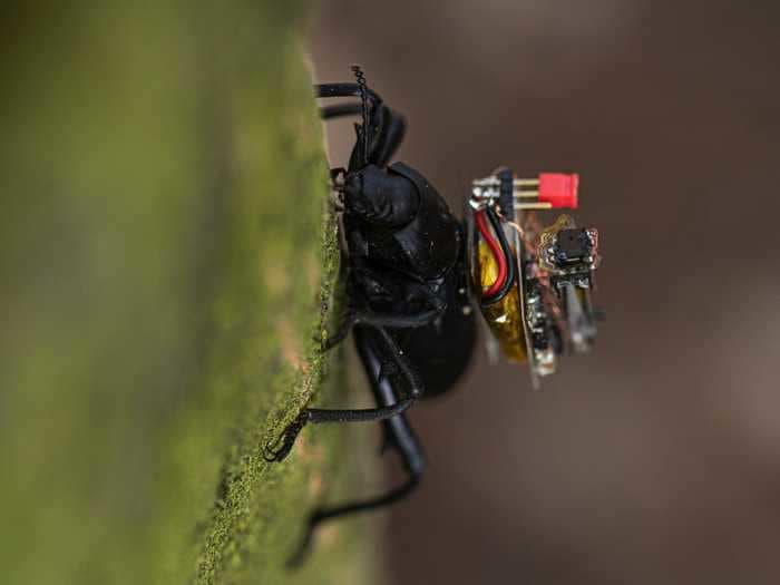 Scientists successfully put tiny GoPro-style wireless cameras on beetles, and it's paving the way for miniature robots
