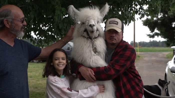 This therapy llama is helping vulnerable populations in Oregon get through the pandemic