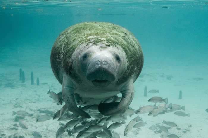 A Florida manatee was found with 'Trump' scraped into its back. Federal officials are investigating the incident as a possible crime.