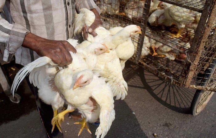 First cases of avian influenza detected in Jammu's Udhampur and Poonch