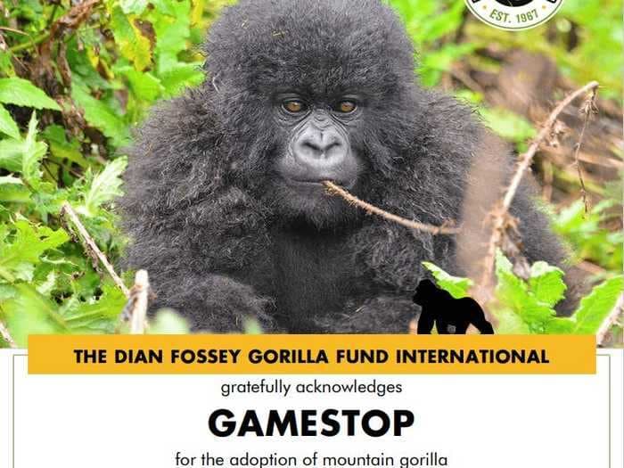 Reddit's WallStreetBets community donated over $256,000 to gorilla conservation