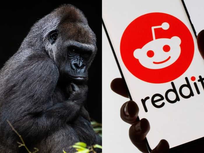 After taking on Wall Street bears, Redditors are pumping their money into saving gorillas