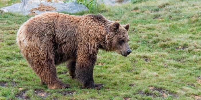 A prince from Liechtenstein was accused of poaching one of Europe's largest brown bears during a hunting trip in Romania