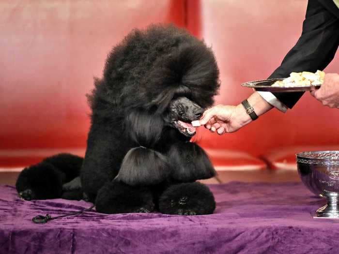 The winner of the Westminster Dog Show the year you were born