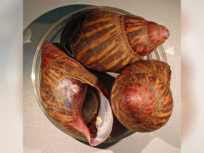 Customs and Border Protection found over a dozen giant African land snails in a passenger's luggage