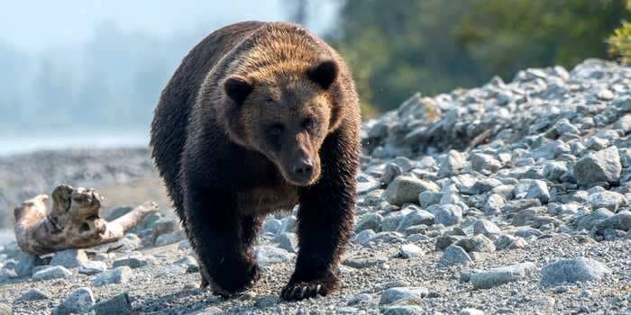A brown bear attacked a group of campers, eating one and forcing the others to flee barefoot into the mountains