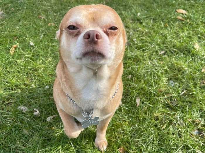 Prancer the 'demonic' Chihuahua found a forever home after his brutally honest adoption ad went viral, and his new owner says he's helping her heal