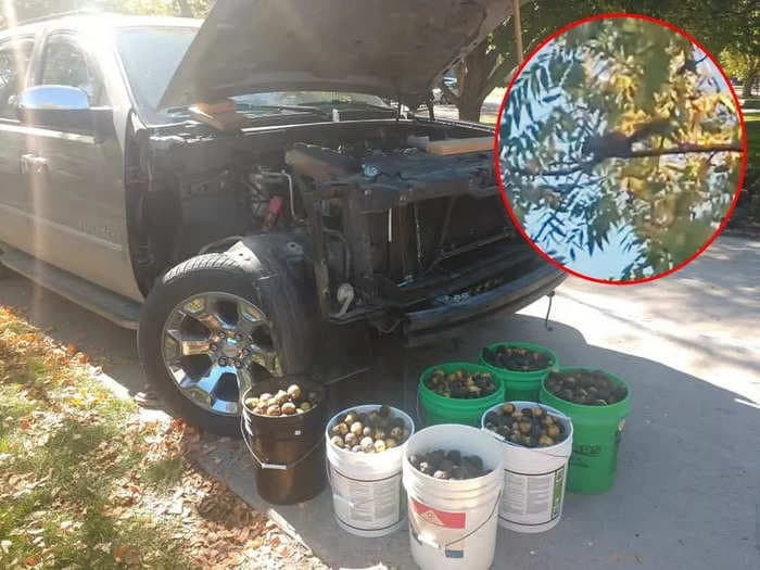 A man says a squirrel filled the hood of his truck with walnuts while he was away