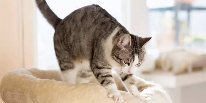 6 reasons your cat 'makes biscuits,' according to vets