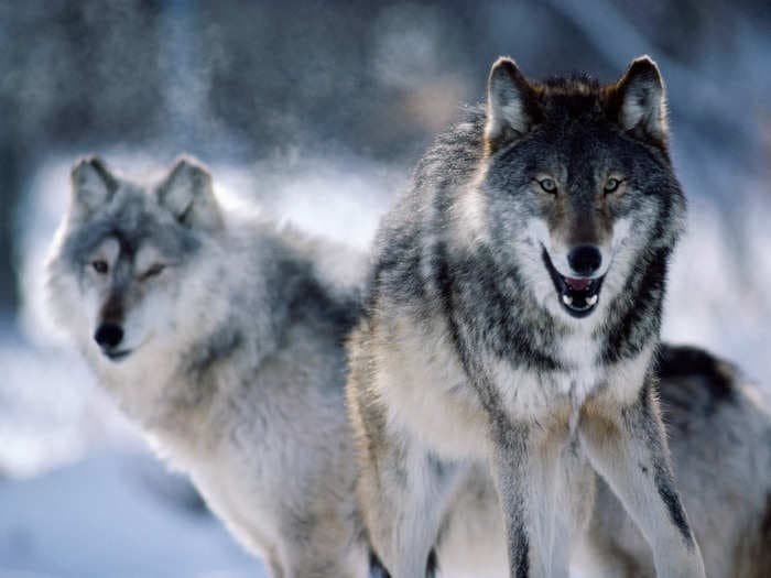 A judge reversed a Trump-era decision to remove gray wolves from the endangered species list