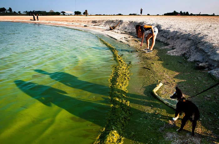 Toxic algae blooms are growing on lakes and beaches across the US, and health departments warn they can poison kids and kill pets