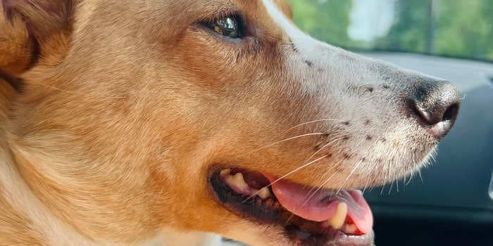 4 important functions of dog whiskers and why you should avoid trimming or clipping them