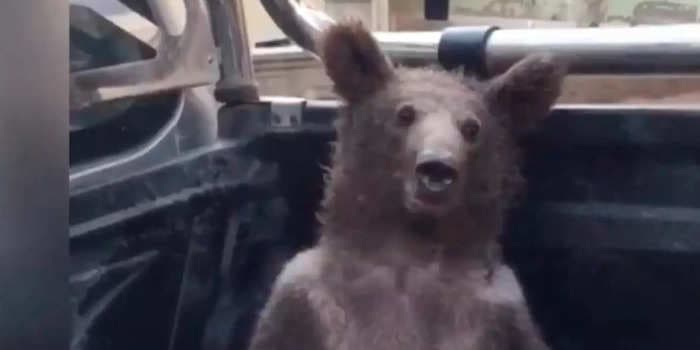 A bear believed to be intoxicated off hallucinogenic honey was rescued in Turkey. The country is now asking the public to help name the cub.