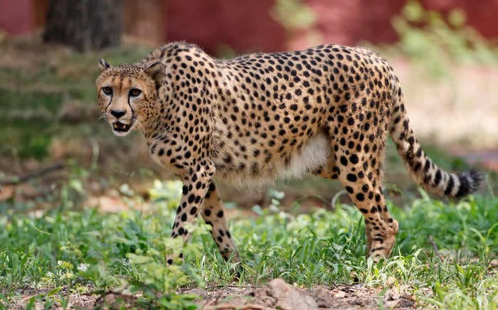 India reintroduced 8 cheetahs after the big cats were wiped out 70 years ago — but some scientists say it's more of a PR stunt than a conservation effort