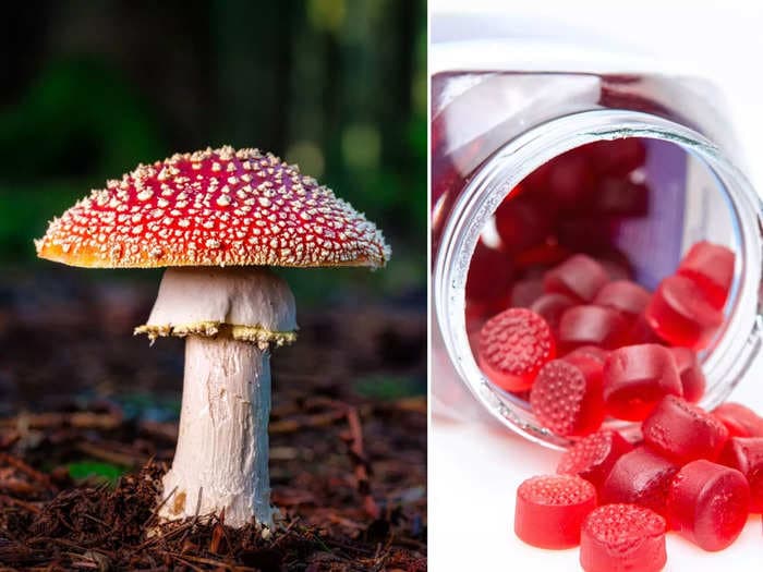 A legal psychedelic mushroom species is being sold in the US. It can cause euphoria — or 'temporary insanity'