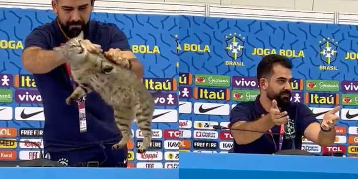 A cute cat wandered into one of Brazil's World Cup press conferences, and then was literally thrown out