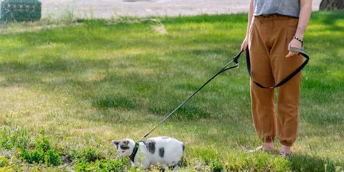 5 helpful tips for training your kitty, according to cat behavior specialists