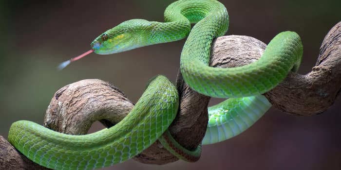 5 explanations for dreams about snakes, from upcoming changes in your life to health concerns