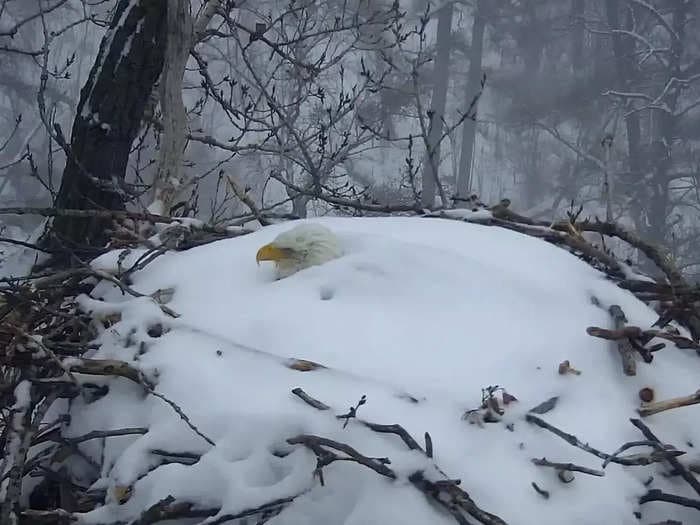 A bald eagle who went viral for refusing to leave its nest during a snowstorm lost its only chick after the nest fell to the ground