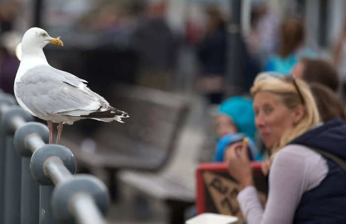A zoo in England is hiring a 'seagull deterrent' worker who'll have to wear a giant bird costume to scare away the gulls