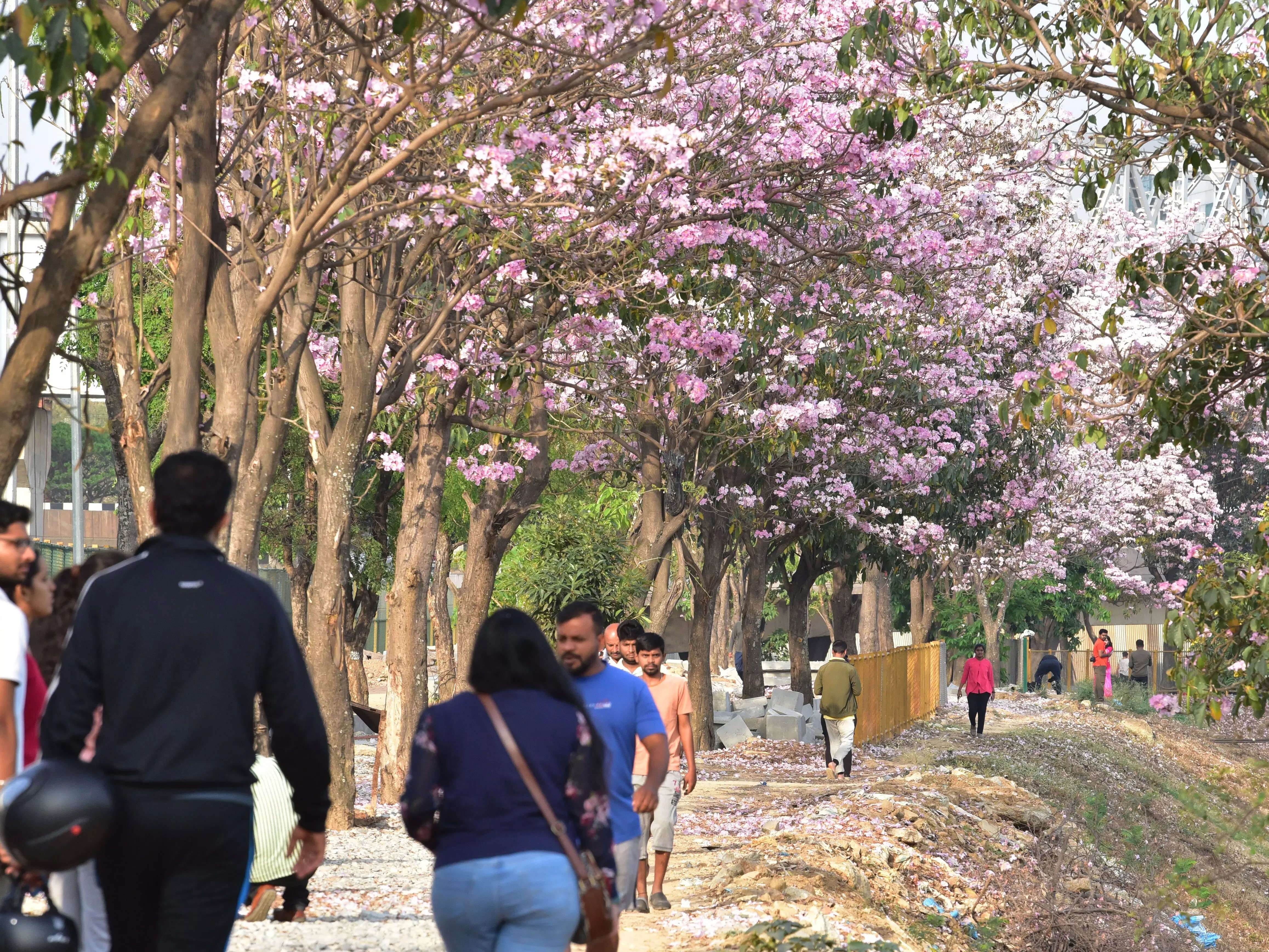 Garden City No More? Over 93% of Bengaluru Has Turned Into a Concrete  Jungle: IISc Study