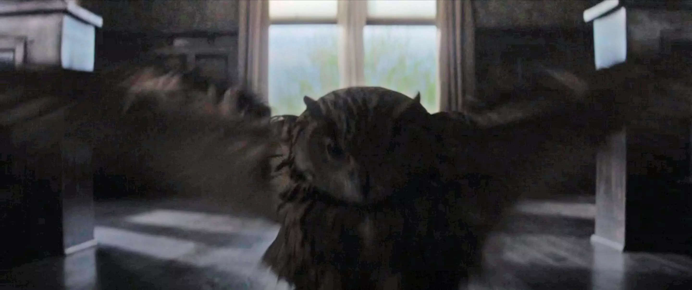 'Killers of the Flower Moon' cinematographer recalls how an owl provided the movie's 'magical moment' 