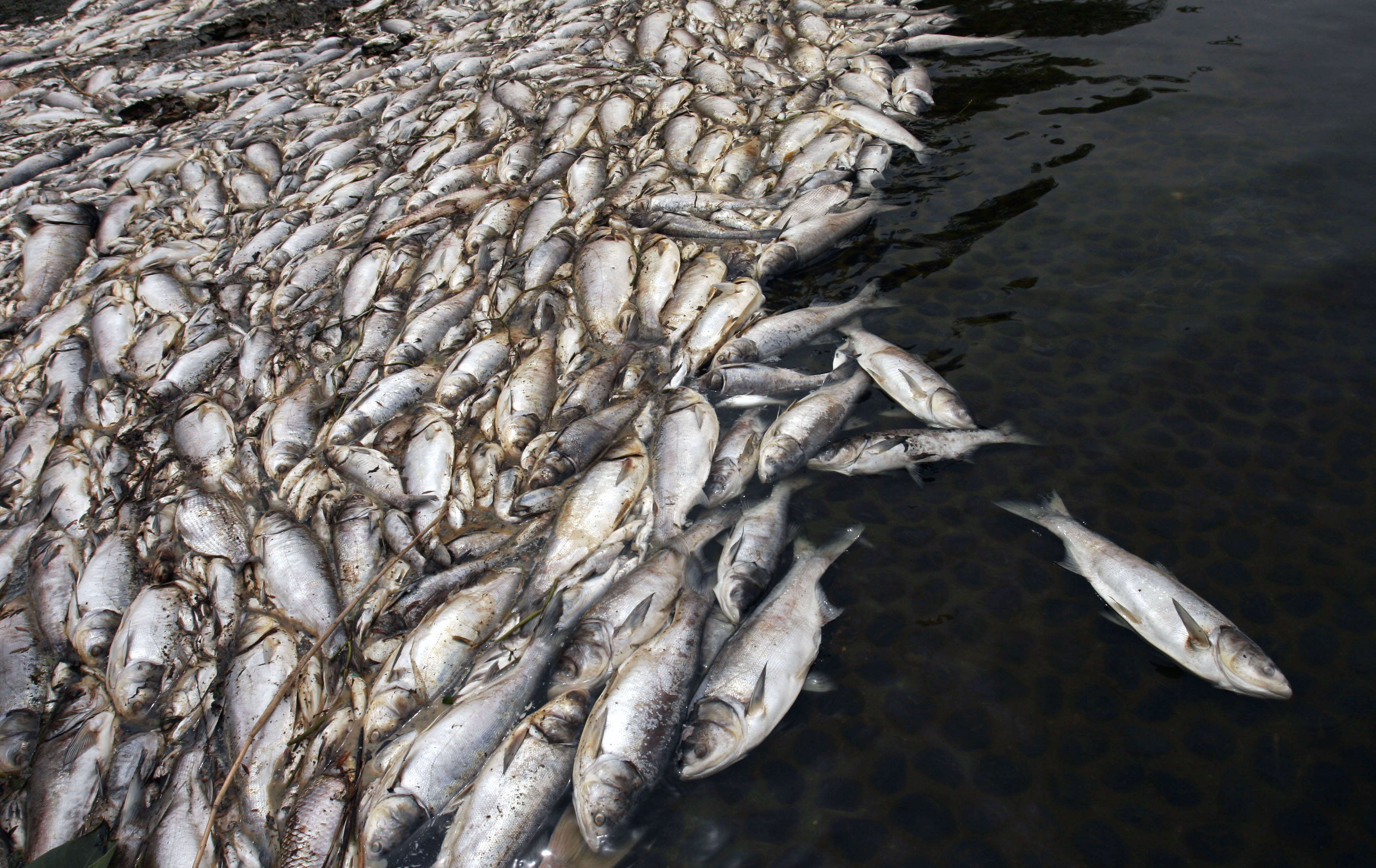 Рыба в грязной воде. Загрязнение воды рыбы. Рыбы в загрязненных водоемах. Загрязнение пресных вод.