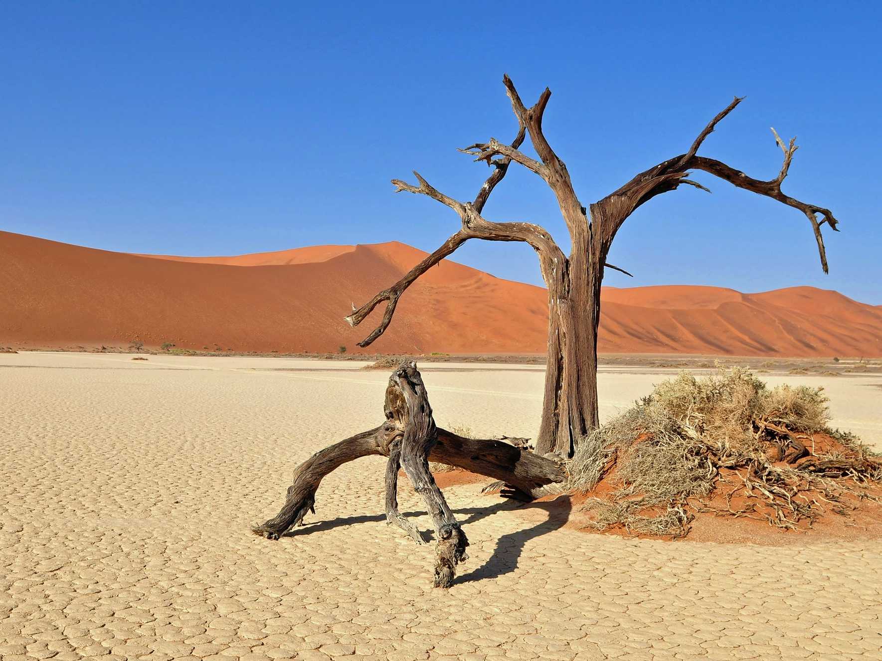 Самая сухая пустыня в африке. Высохшее дерево в пустыне Намиб. Мертвое болото Намибия. Мертвая Долина в пустыне Намиб. Дерево в пустыне.