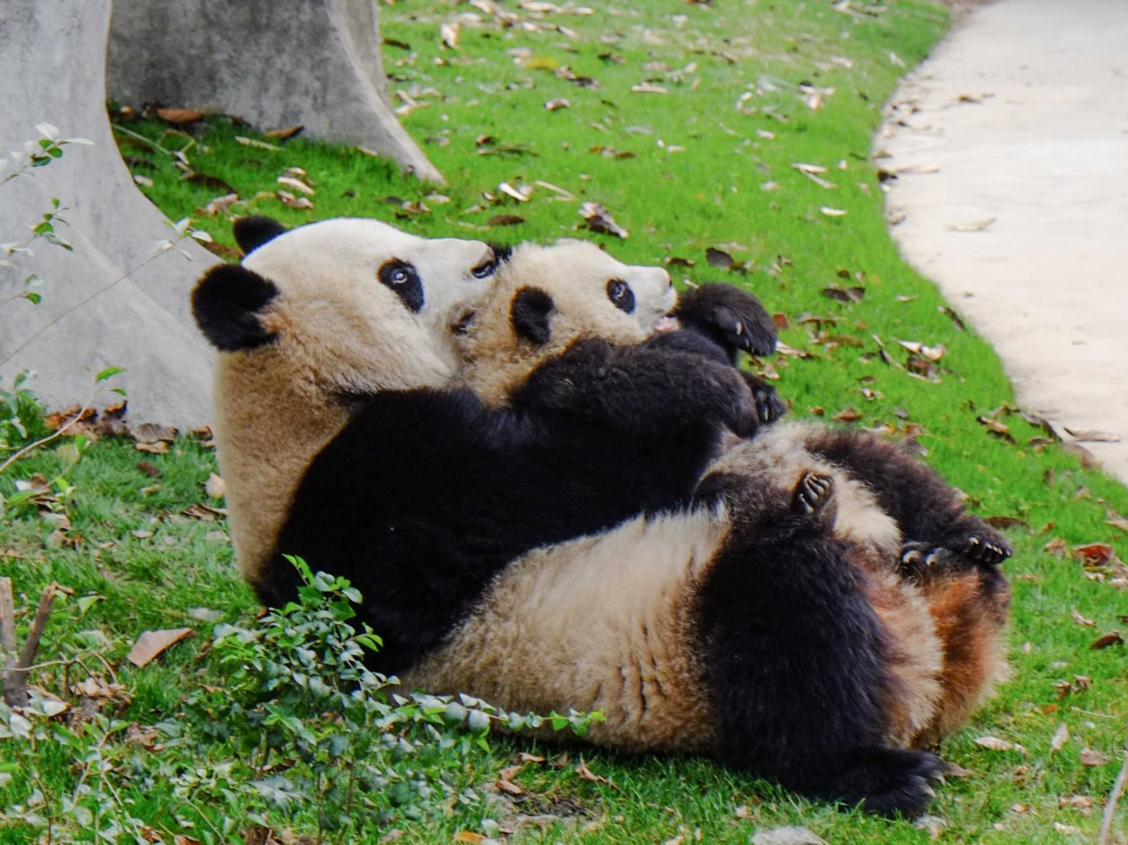 Обнять панду. Чэнду панды. Панды обнимаются. Панда обнимашки. Объятия панды.